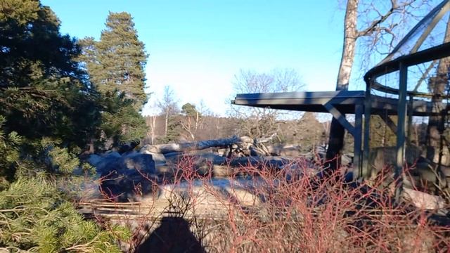 Korkeasaari Zoo, орлы, вороны, бизоны, верблюды в зоопарке Хельсинки. смотреть онлайн