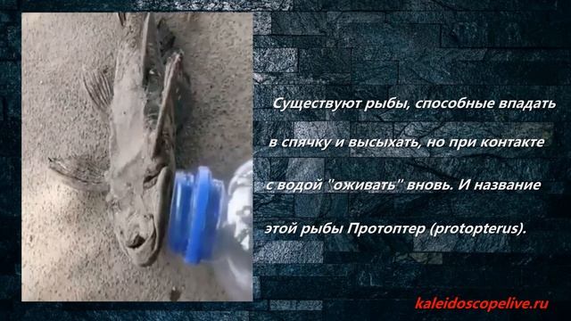 Рыба Протоптер смотреть онлайн