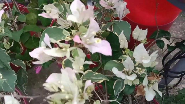 SPLASH BUTTERFLY BOUGAINVILLEA