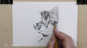 Как нарисовать кота карандашом