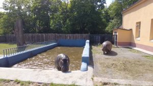 ZOO /  Калининградский зоопарк