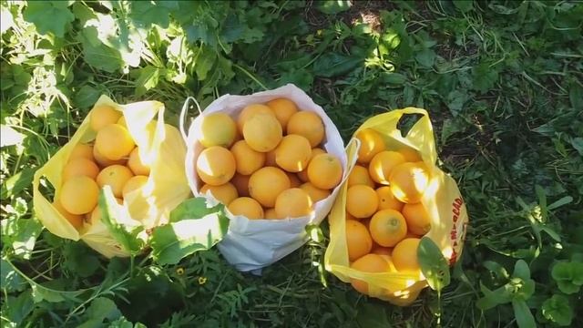 ЧТО ПОДАРИТЬ СВЕКРОВИ НА НОВЫЙ ГОД? Апельсиновый рай!!! смотреть онлайн