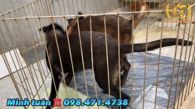 Báo giá chó malinois béc bỉ cái hơn 4 tháng tuổi của trại chó minh tuân смотреть онлайн