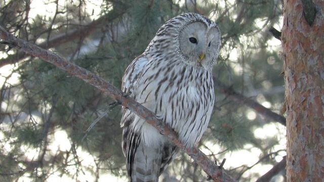 Бесшумный пернатый хищник, сова неясыть длиннохвостая