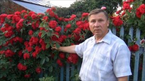 ПЛЕТИСТАЯ РОЗА. Уход ДО, ПОСЛЕ и ВО ВРЕМЯ цветения. ПОЛИВ и ПОДКОРМКА