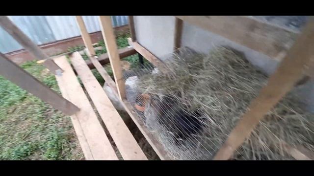 Делаю клетки для кроликов. Индюшата в 3 месяца на траве и зерне! смотреть онлайн