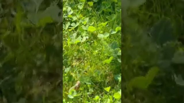 7мая Павлония или адамово дерево. #shorts #shortvideo смотреть онлайн