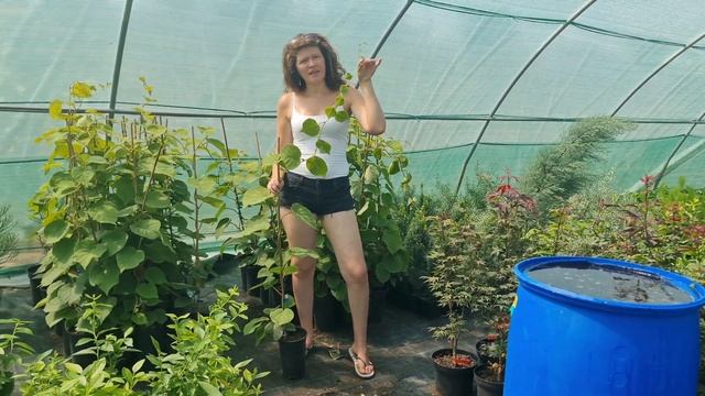 Kivi “Jenny”Actinidia deliciosa” Öntermékeny/télálló-kivi смотреть онлайн