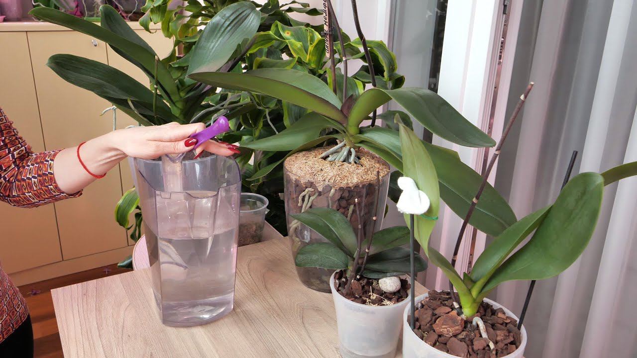 МУЧАЕМ орхидеи, ОТ ЧЕГО?! ВЯНУТ ЛИСТЬЯ орхидей после ПЕРЕСАДКИ, ПОЧЕМУ?! / Полив, КАКОЙ?! смотреть онлайн