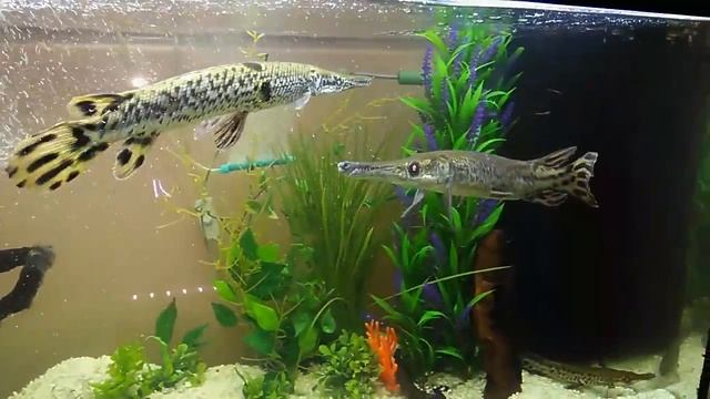 ПАНЦИРНЫЕ ЩУКИ -зубки просто прелесть.. смотреть онлайн