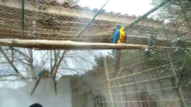 Зоопарк в Анталии / ZOO of Antalya - 23/02/2013 смотреть онлайн