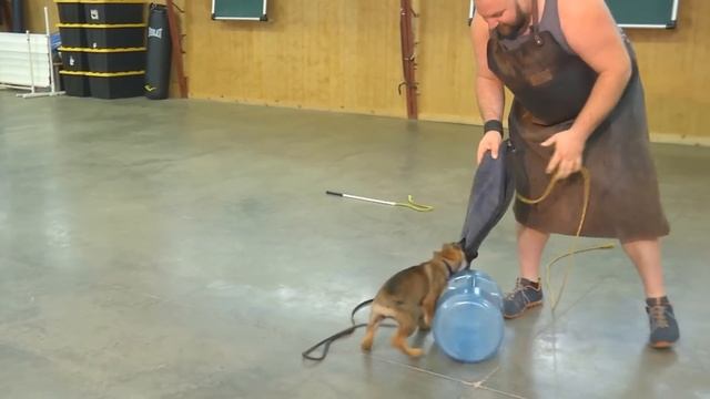 Super Power Puppy "Irma" 11 Wks German Shepherd Sable Early Personal Protection Development Dog Sal смотреть онлайн