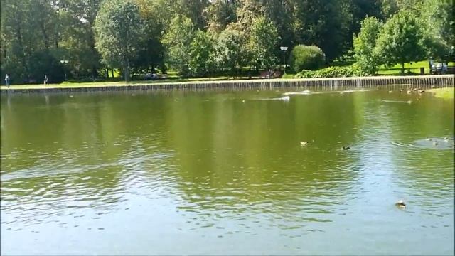 Утиное шоу и голодные вороны смотреть онлайн
