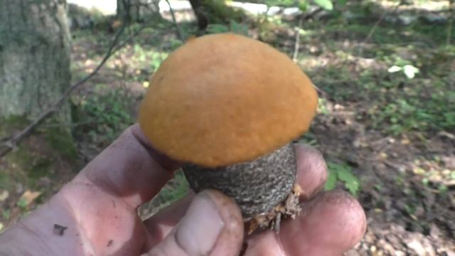 Полная корзина отборных грибов! Грибник доволен! Тихая охота 2023 года. смотреть онлайн