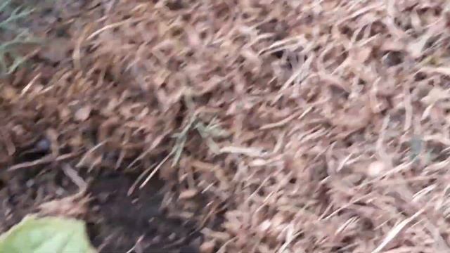 Полезный напиток для огурцов. Профилактика от прикорневой гнили на огурцах. смотреть онлайн