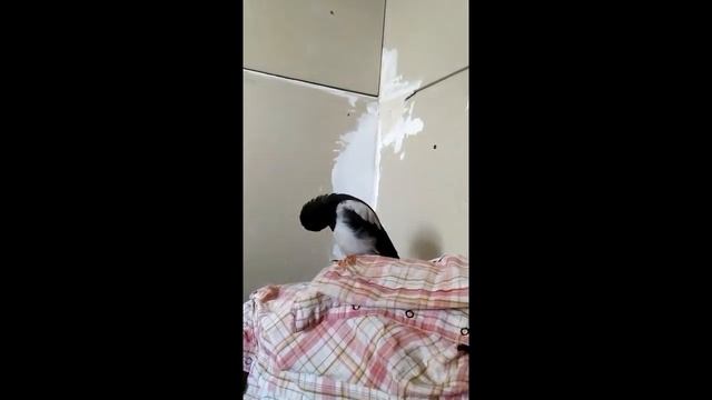 Сорока в доме смотреть онлайн