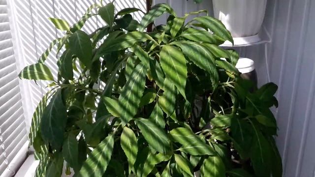 Salvia Divinorum  Сальвиа Дивинорум  Шалфей Предсказателей