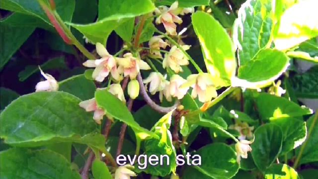 ЛИМОННИК. Красиво и ПОЛЕЗНО. смотреть онлайн