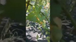 Сорт томата «Сказочная фея»