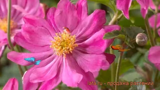 Анемона хубейская Принц Генрих ? обзор: как сажать, рассада, саженцы анемоны Принц Генрих смотреть онлайн