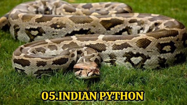 top 10 biggest snake in the world смотреть онлайн