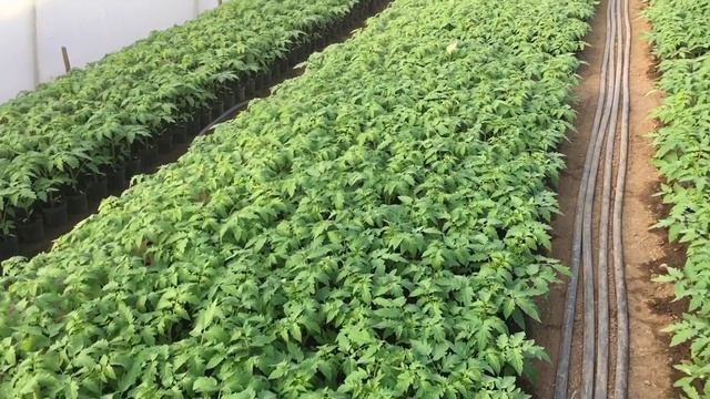 посадка рассады томатов в феврале часть 1 смотреть онлайн