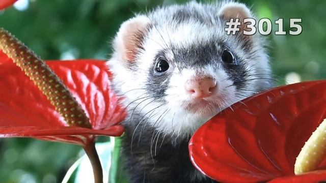 #3015. Хорьки, куницы, горностаи, ласки и соболи (В мире животных) смотреть онлайн