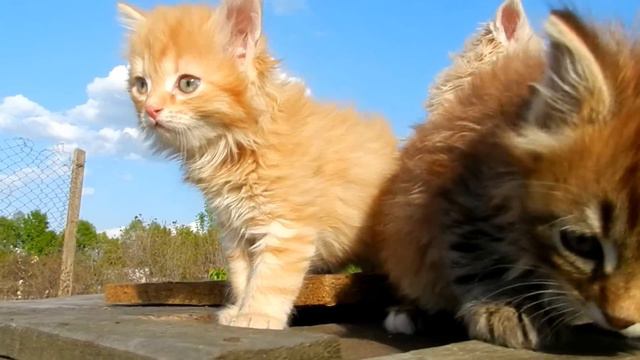 Ах, что такое движется там по тропе? ! смотреть онлайн