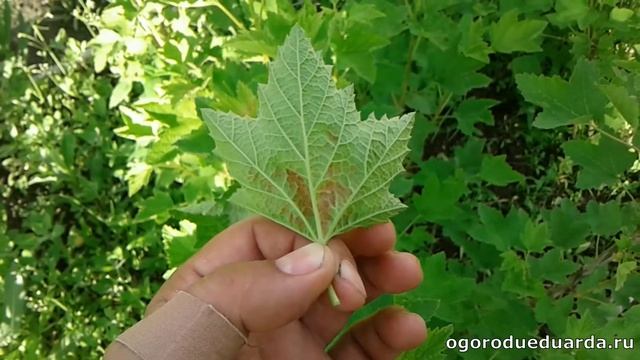 Лечим красные пятна на листьях смородины смотреть онлайн
