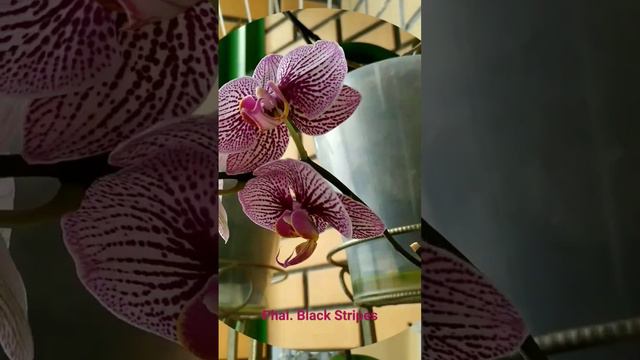 первое домашнее цветение. #орхидеи #фаленопсис смотреть онлайн
