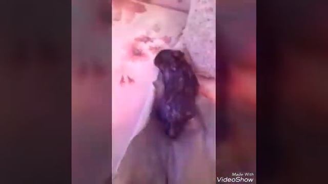 Как помыть хомячка. смотреть онлайн