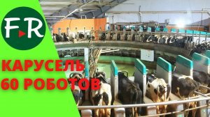 Вот это карусель! 60 доильных роботов! Здесь могут доиться 2000 голов! Доение коров. ООО СП Донское.