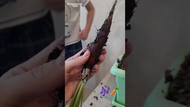 Как у нас выросла КАРАМЕЛЬ ФИОЛЕТОВАЯ на БАЛКОНЕ????Выращивание моркови в домашних условиях????
