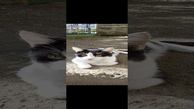 спокойный котик