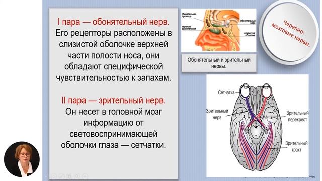 Биология, 11-й класс, Периферическая нервная система: спинномозговые и черепные нервы смотреть онлайн