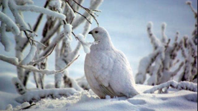 Сказка Как медведя переварачивали смотреть онлайн