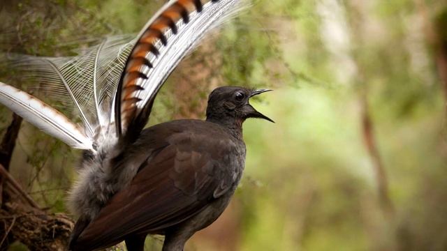 Лирохвост - интересные факты (Звуки, фото, видео) смотреть онлайн