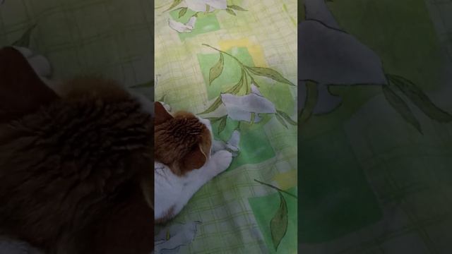 Кот отказался идти ночью на улицу смотреть онлайн