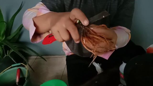 CARA MEMPERBANYAK AGLONEMA (BERHASIL) смотреть онлайн