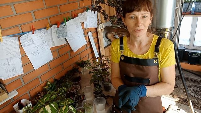 Режу Колеусы .Буду делать миксы. смотреть онлайн
