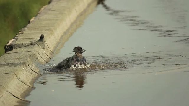 Canon EOS 650D + МТО-500 Ворона купается. Пример видео смотреть онлайн