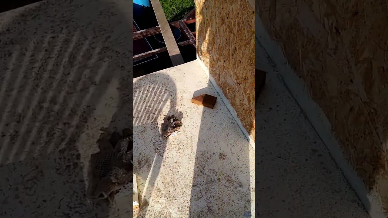 Краска резиновая для осб отзывы.Чем покрасить осб ? смотреть онлайн