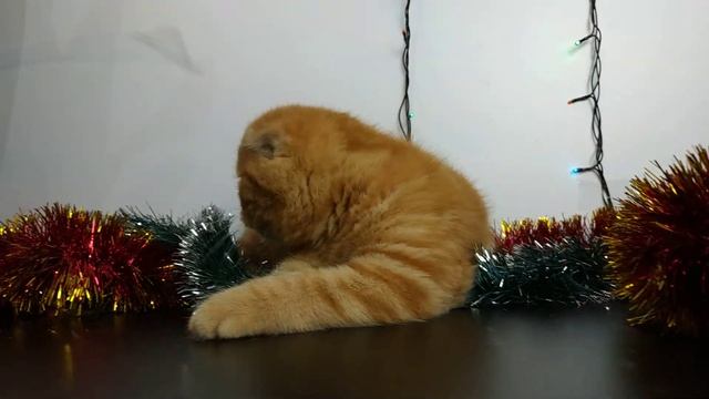ПРОДАНА. Шотландская рыжая мраморная вислоухая кошечка. смотреть онлайн