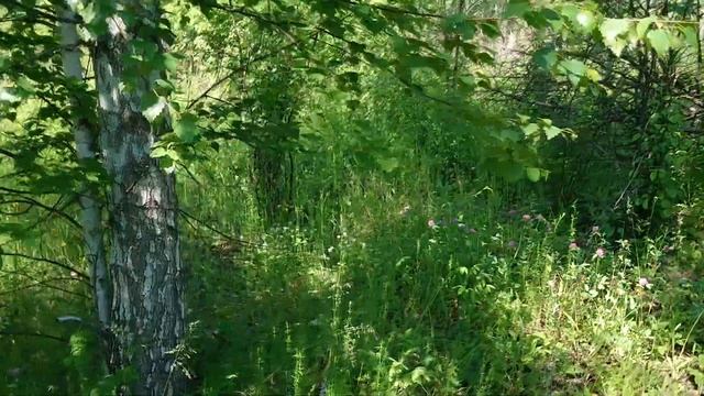 Пора ферментировать цветущий тимьян, цветы клевера и листья яблони для ароматного чая смотреть онлайн