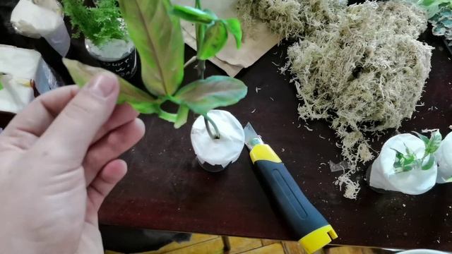 КУЧА НОВИНОК!!!!! Фикусы Всё-таки захватывают мой дом и ПАПОРОТНИКИ не отстают смотреть онлайн