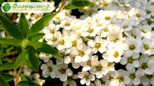 ? Виды и сорта спиреи – описание