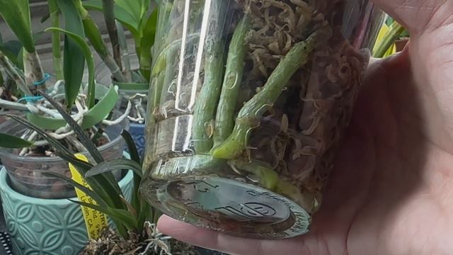 04/21/2023 弥陀兰场的紫龙方阵，非常值得拥有 MCL150 Phal. Mituo Purple Dragon "phalanx" смотреть онлайн