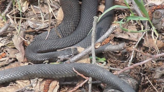 Уж и гадюка 23 апреля 2012 смотреть онлайн