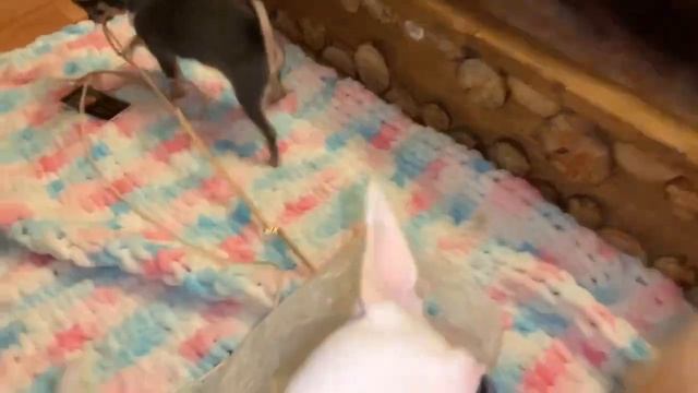 Донечка - начинаем восстановление шерсти. смотреть онлайн