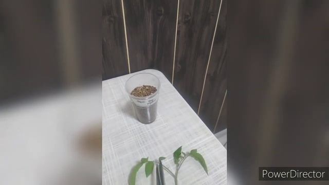чтобы высокорослые томаты завязали больше кистей - китайский метод выращивания смотреть онлайн
